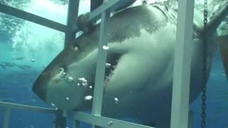 Swimming With A Great White Shark In Guadalupe, Mexico