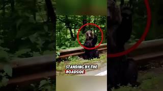 The kind man saved a helpless bear cub, and then this happened #rescue #bear