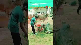 #cow #pets #india #ias #ai #aot #singer #song #animals Jai gua mata #jaishreeram
