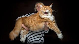 The largest Maine Coon cat in our family.