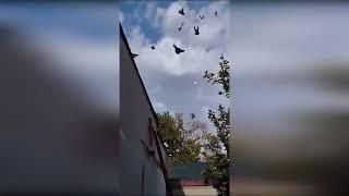 10.08.2023 Pigeons ! Голуби ! Кафтарои Душанбе