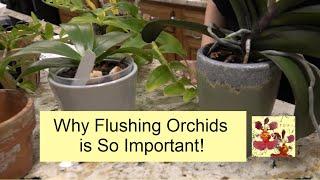 The Importance of Flushing Orchid Pots & Mounts | How, When, & Why We Flush Orchid Media for Salts