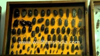 Collection of rare beetles in Meghalaya