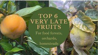 Top 6 Very Late-Season Fruits For Orchards, Food Forests, Sustainable Food Production