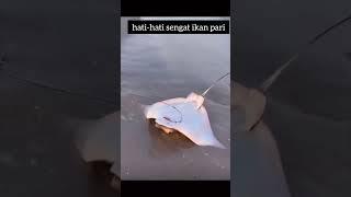ikan pari @AdiFishman @RAWWFishing @Fishfam @CatchEmAllFishingZakCatchEm @GrandpaFishing