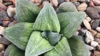 Haworthia pygmaea and hybrids