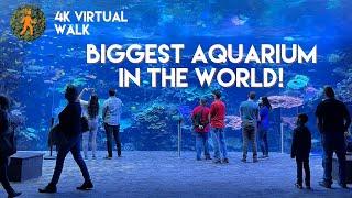 Georgia Aquarium - 4K Walkthrough - Slow TV - Virtual Walk - biggest aquarium in the world - Atlanta