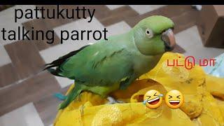 pattukutty tamil talking parrot  missing   #rowdypattukutty  plz  ||share || subscribe ||