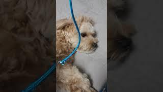 다 물어버리는 개 #투투무 #말티푸일상  #tutumu #maltipoo