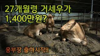 (웅부장) 27개월령 한우 거세우가 얼마라고?(코시국 백신 맞고 성적확인) ep.12