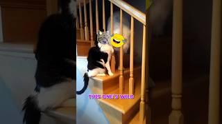You Won’t Believe How This Dog Tricked a Cat—And What Happened Next! #smartdog