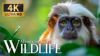 Magnificent Planet Wildlife 4K  Discovery Melodic Animals Symphony with Relaxing Piano Music 