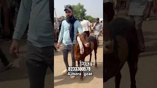 AJMERA GOAT FOR SELL AJMER BAKRA MANDI