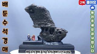 배둔수석경매 25년 6월 24일 화요일 즐거운 수석 경매 시간 되세요. 수석 수석경매 수석경매장 수석경매실시간 실시간수석경매 실시간경매