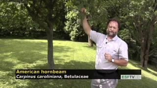 Trees with Don Leopold - American hornbeam