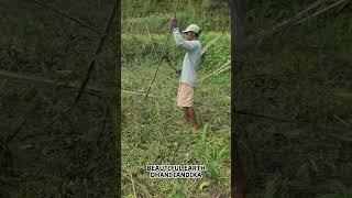 Simple Smart Technique to Collect Vine Poles After Vegetable Harvest #shorts