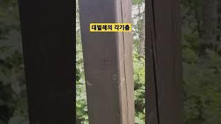 숲속친구의 개인기 구경 #곤충 #대벌레 #funny #dance #