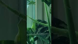 베란다에서 대품 신엽 ~무늬몬스테라 ~^^