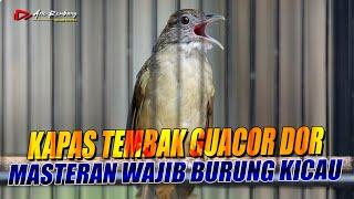 KAPAS TEMBAK GUACOR DOR !! masteran wajib buat burung kicau audio jernih dengan suara air mengalir