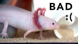 Why axolotls make TERRIBLE pets (pls watch this before getting an axolotl)