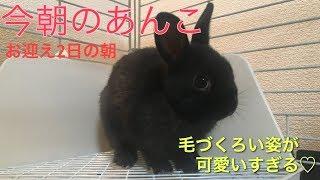 #2 可愛い黒うさぎの赤ちゃん【生後1ヵ月半】朝のあんこ【ネザーランドドワーフ】