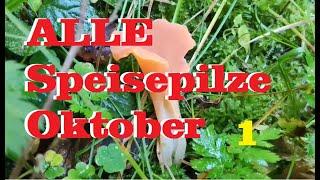 ALLE Speisepilze im Oktober auf dem Pilzkanal Teil 1