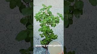 Tulsi plant Homemade fertilizer/Tulsi,fertilizer for plants at home #shorts#youtubeshorts#gardening