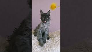 Bianca Maine Coon Female