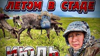 Летом в стаде. Июль 2024.