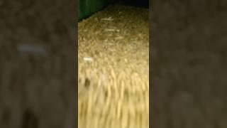 Alhamdulillah, Saal Bhar ke Mehnat ka Silla. #rtk2 #music #love #arabic #топ #rtk2 #farming #rtk