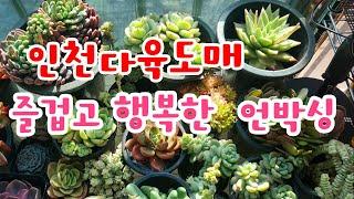 인천다육도매 #즐겁고 행복한 다육식물 언박싱#Korean succulents #多肉植物 #