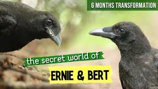 Baby Crows Compilation (Growing Up Transformation) - The Secret World Of Ernie & Bert Trailer