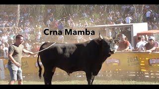 Planet Band - Crna Mamba 2024 ( OFICIAL VIDEO)