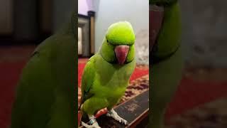 mia mittu mittu ringneck talking #parrot #talkingparot #birds #talkingparrot #cute #parakeet