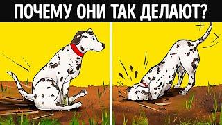 О чем на самом деле говорит странное поведение собаки