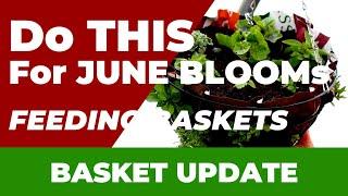 Hanging Basket Update : Essential Feeding Tips for Lush Growth