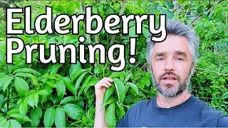 Elderberry - Deeper Thoughts on Pruning