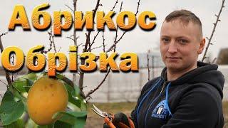 Apricot pruning in winter