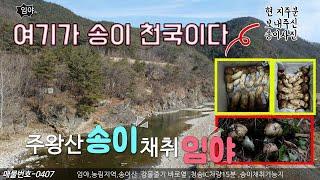 가격인하송이산임야매매 산소카페도시 청송 주왕산면 송이채취지역 대형강변접 21240평(70215㎡)세상사는 부동산