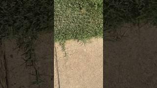 Applying plant growth regulator (PGR) to perimeter of bermuda grass lawn to reduce trimming