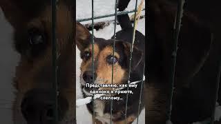 Слепая собака в сумском приюте #озж #украина #собаки #dogs #бездомныесобаки #приют #fyp