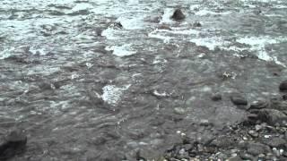 Salmon running in Sheep Creek, Juneau, Alaska