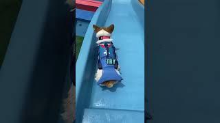 This dog is so adorable!