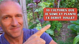 Début juillet au potager, je continue de semer, de planter...