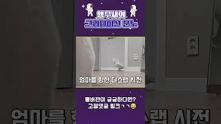 현실판 앵그리버드#shorts#리얼앵그리버드#cockatoo
