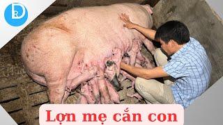 LỢN MẸ CẮN CON SƠ SINH khi nhau thai đứt đoạn ra quá nhiều lần - CÁCH XỬ LÝ
