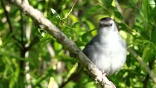 Catbird call