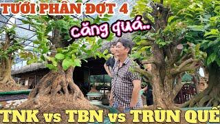 21/5 âl Đi phân đợt 4 Mạnh Hùng đánh giá phân Thổ Nhĩ Kỳ vs Tây Ban Nha vs Trùn Quế thăm cây tổ SBSG