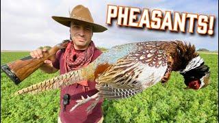 The best PHEASANT hunting in Southern California