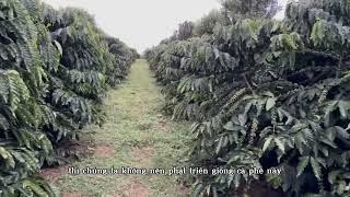 Cà phê xanh lùn - giống cà phê nào năng suất nhất?